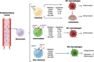 The Role of M1/M2 Macrophage Polarization in Rheumatoid Arthritis Synovitis